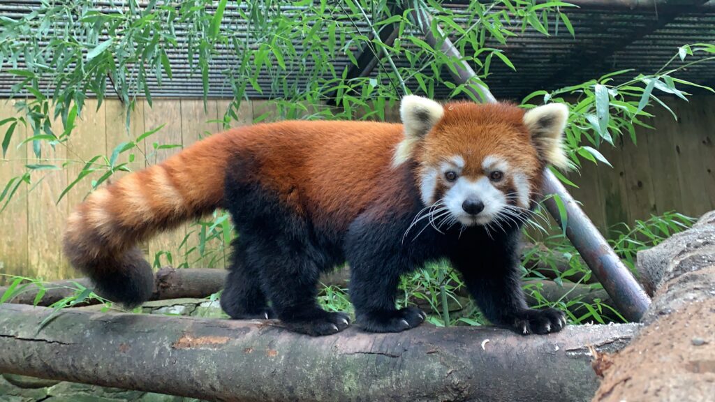 red panda standing on a log