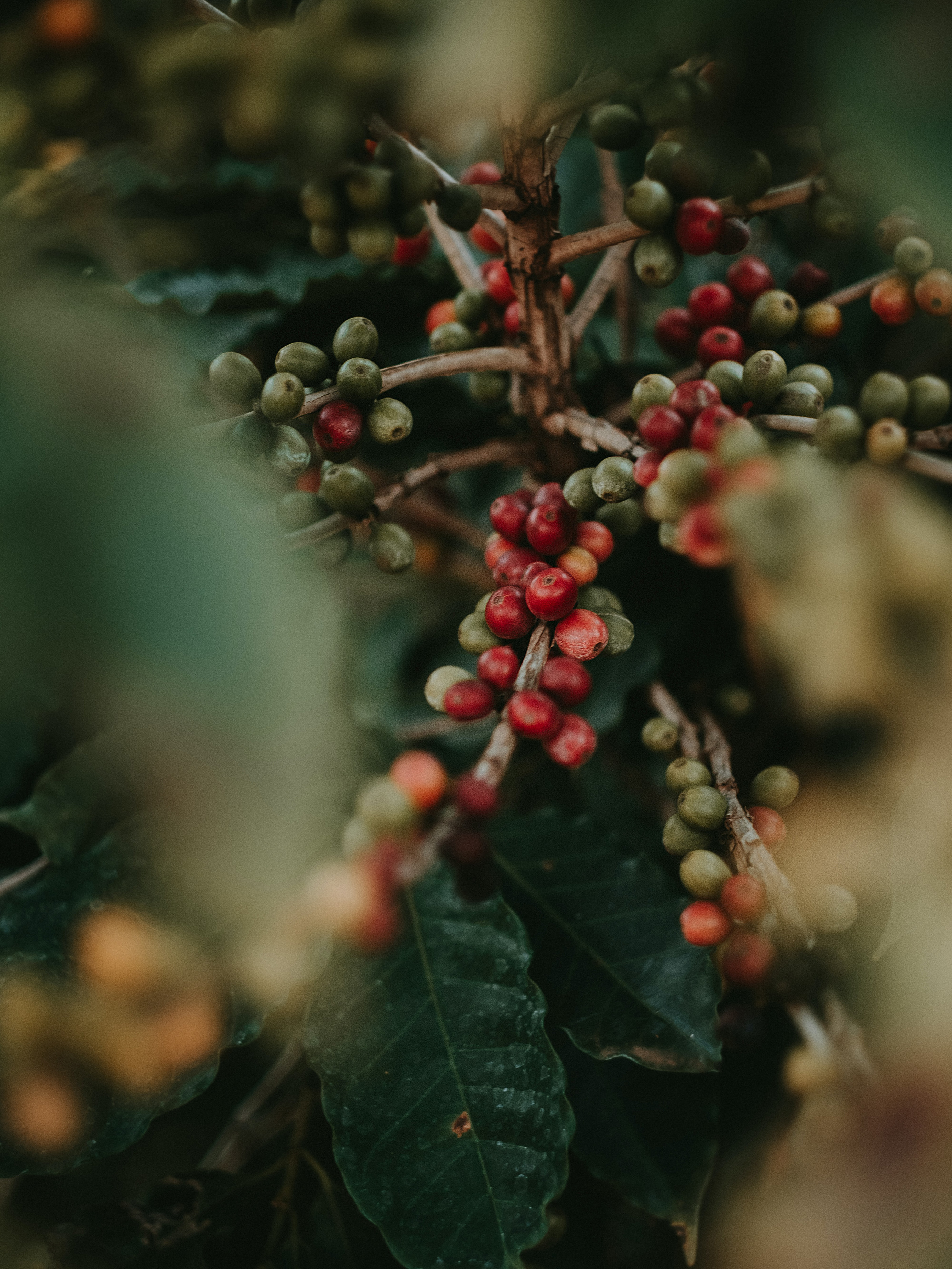 coffee bean plant