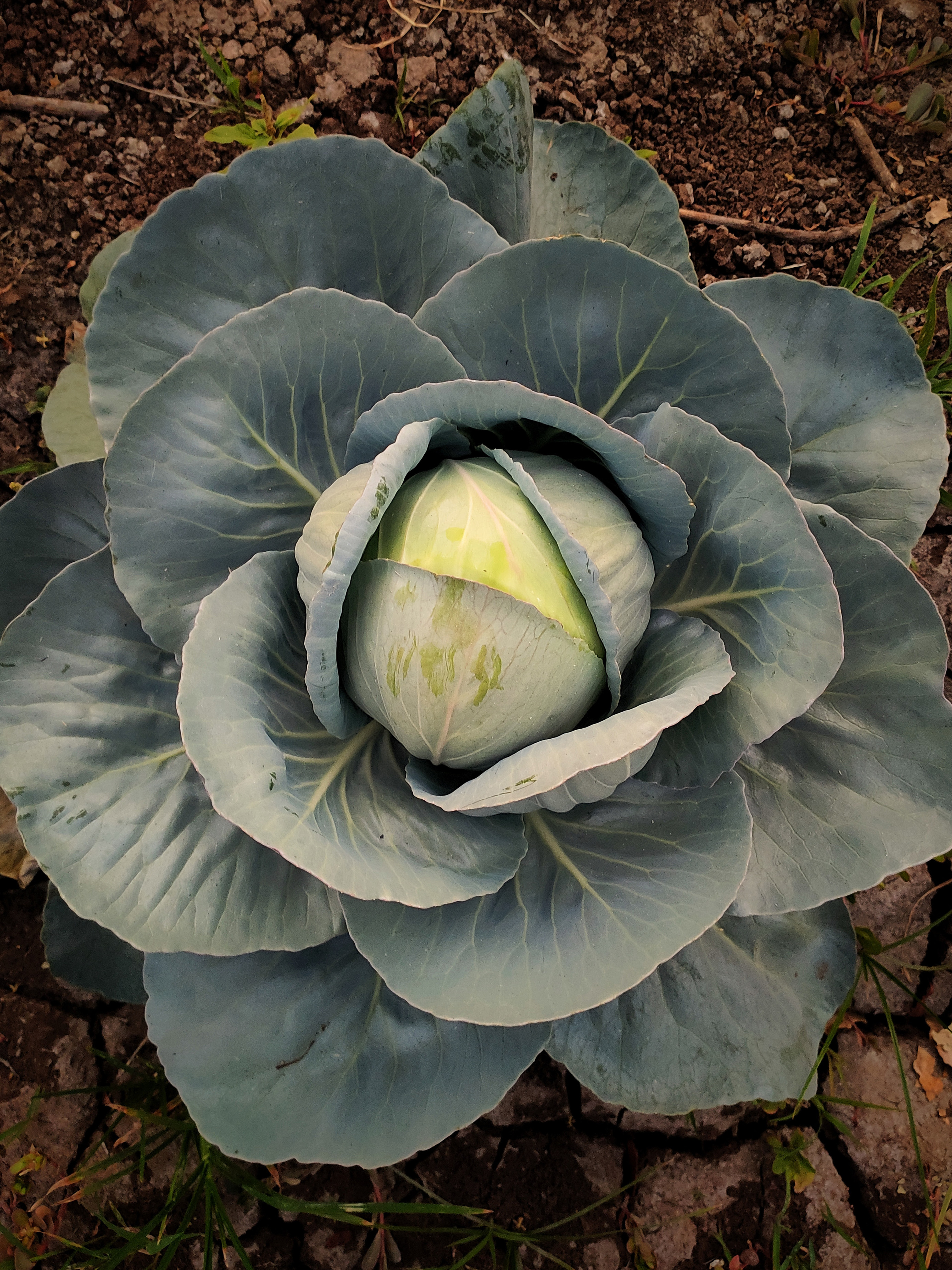 cabbage